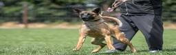 Belgian Shepherd Dog dogs for sale: KC registered Malinios bitch  - Advert 14