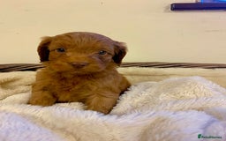 Cockapoo dogs for sale: Deep Fox Red Toy Cockapoos   - Image 14