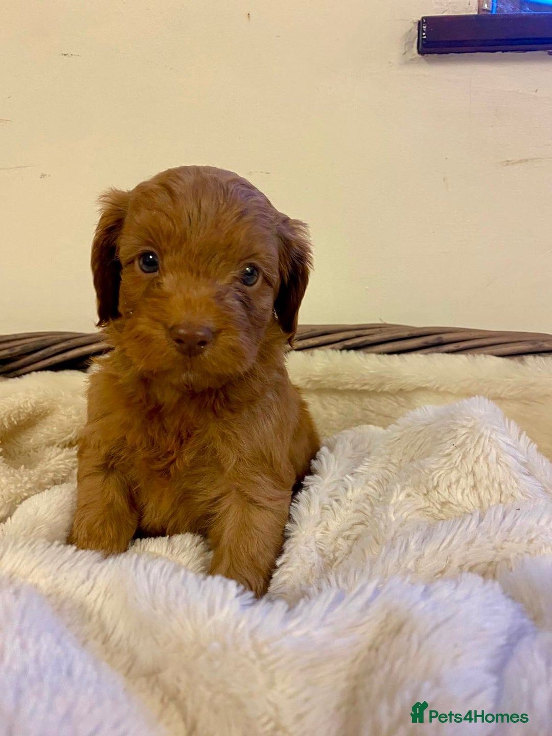 Cockapoo dogs for sale: Deep Fox Red Toy Cockapoos   - Image 14