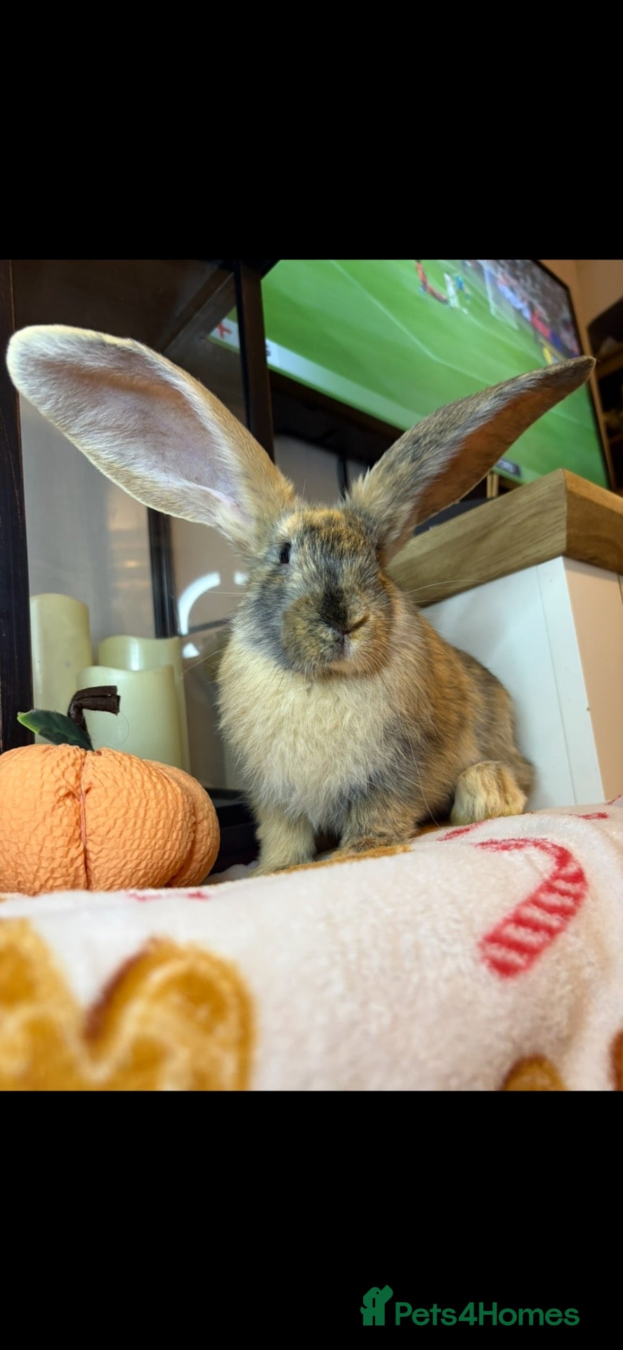 Continental Giant rabbits Stunning continental giant baby bunny rabbits - Advert 5