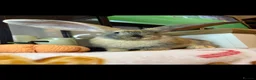 Continental Giant rabbits for sale: Stunning continental giant baby bunny rabbits - Advert 1