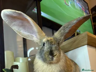 Continental Giant rabbits Stunning continental giant baby bunny rabbits - Advert 5