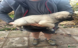 Turkish Kangal dogs for sale: TURKISH KANGAL PUPPIES  - Image 7