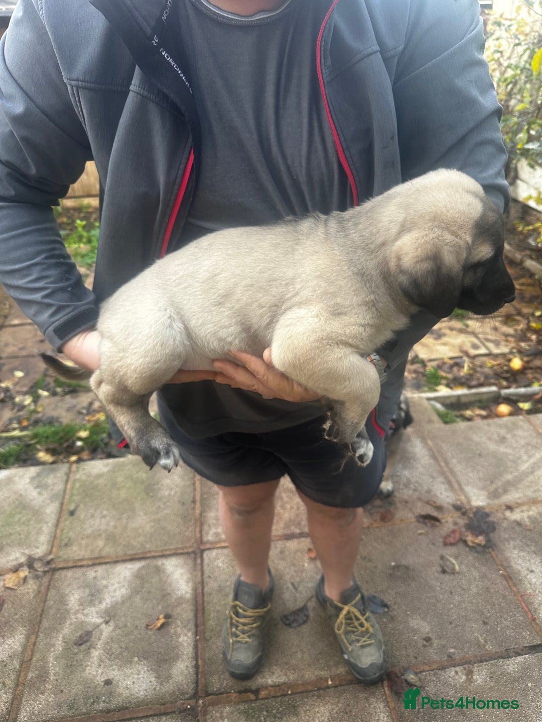 Turkish Kangal dogs for sale: TURKISH KANGAL PUPPIES  - Image 7