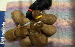 Cavapoo dogs for sale: Cavapoo puppies fully health tested parents - Image 18