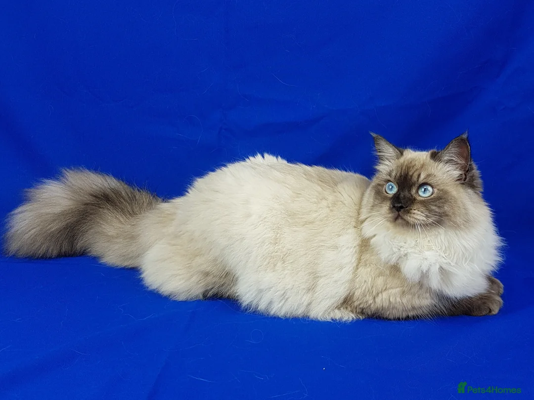Siberian cats for sale: SIBERIAN NEVA MASQUERADE ADULT FEMALE - Advert 7