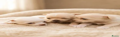 Chihuahua 1