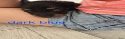 Dachshund dogs for sale: Miniature dachshunds puppies  - Advert 5