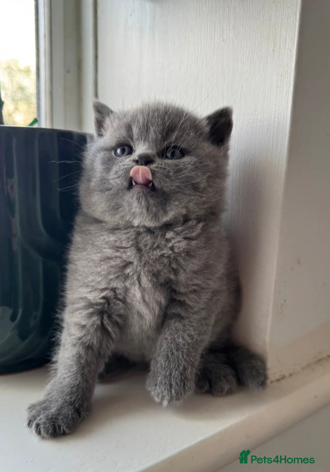 British Shorthair cats British shorthair boy 💙 🐾  - Advert 15