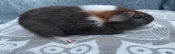Guinea Pig rodents for sale: Mixed breed, Female (Sisters) Guinea Pigs - Advert 3