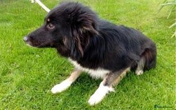 Border Collie dogs for sale: Bec, 'failed' working dog - Advert 2