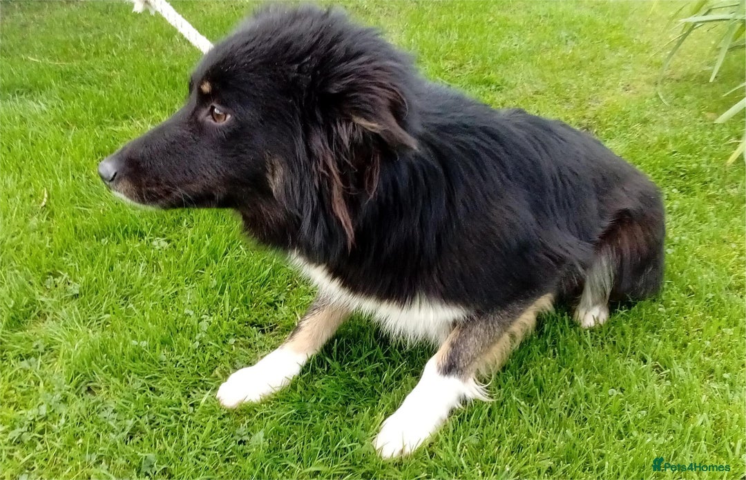 Border Collie dogs for sale: Bec, 'failed' working dog - Advert 2