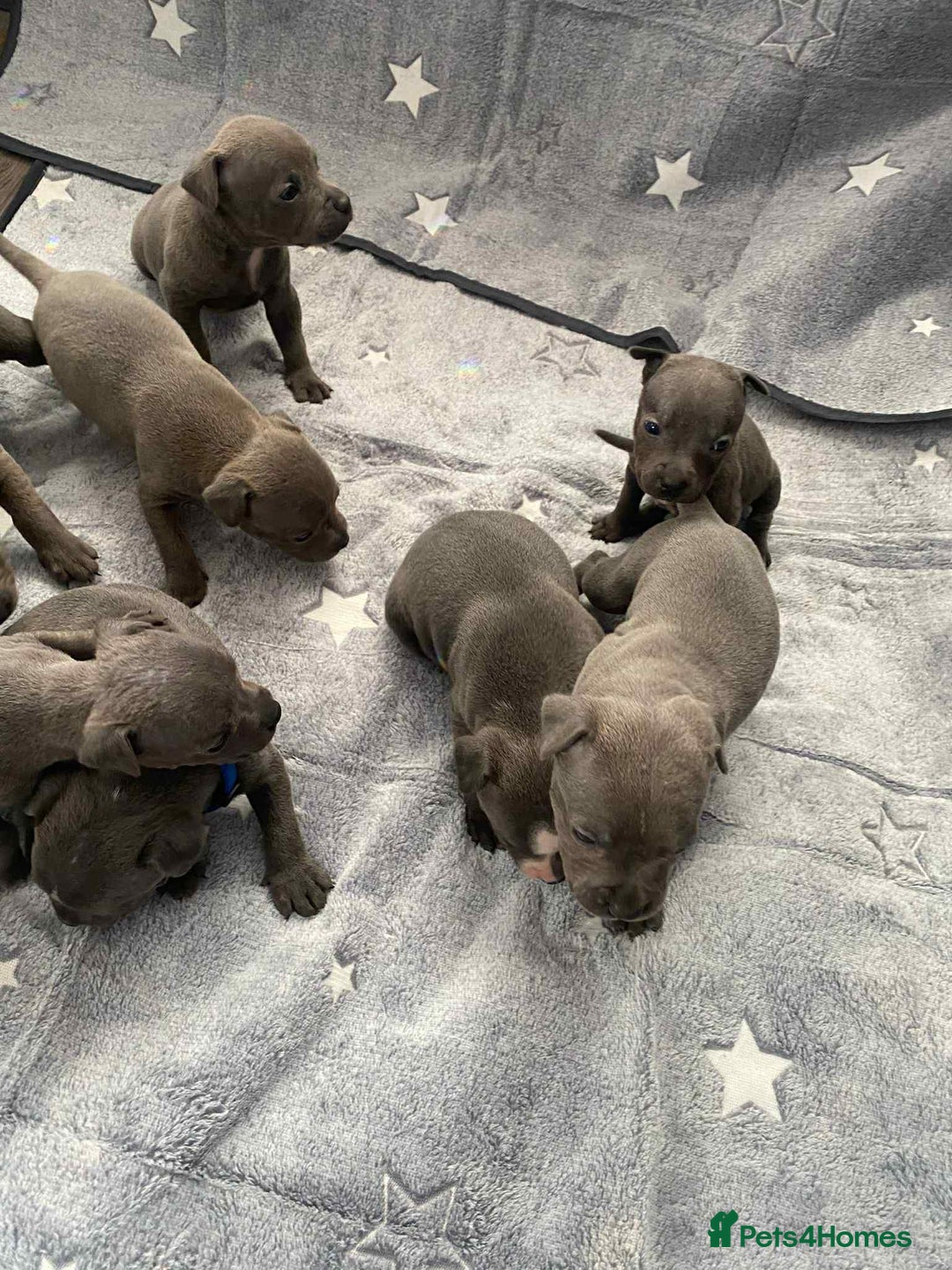 Staffordshire Bull Terrier dogs for sale: Blue Staffordshire bull terrier  - Image 1