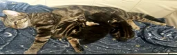 Mixed Breed cats for sale: Adorable Kittens Looking for Homes 🐱❤️  - Advert 9