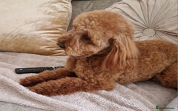 Doxiepoo dogs for sale: Daxipoo  - Image 24