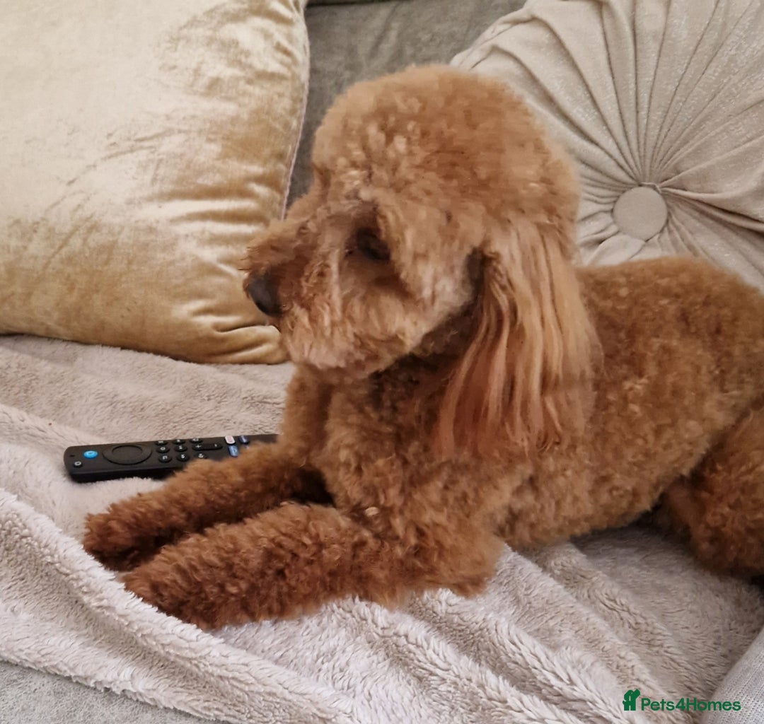 Doxiepoo dogs for sale: Daxipoo  - Image 24