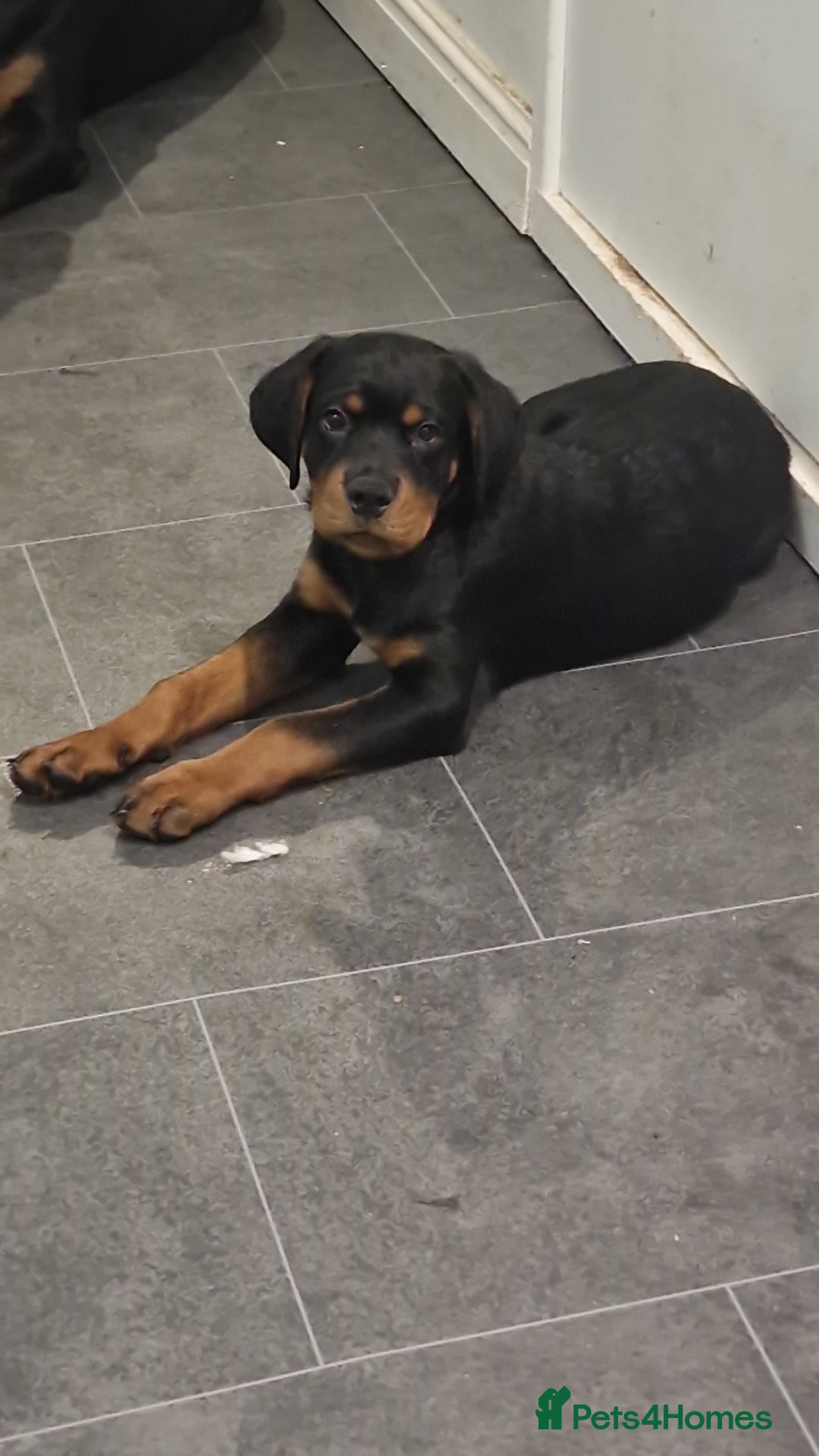 Rottweiler dogs for sale: Quality KC Rottweilers - Advert 3