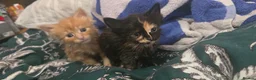 Mixed Breed cats for sale: KITTENS READY NOW - Advert 20