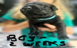 Labrador Retriever dogs for sale: UPDATE-GORGEOUS PUPS ARE HERE!  - Image 11