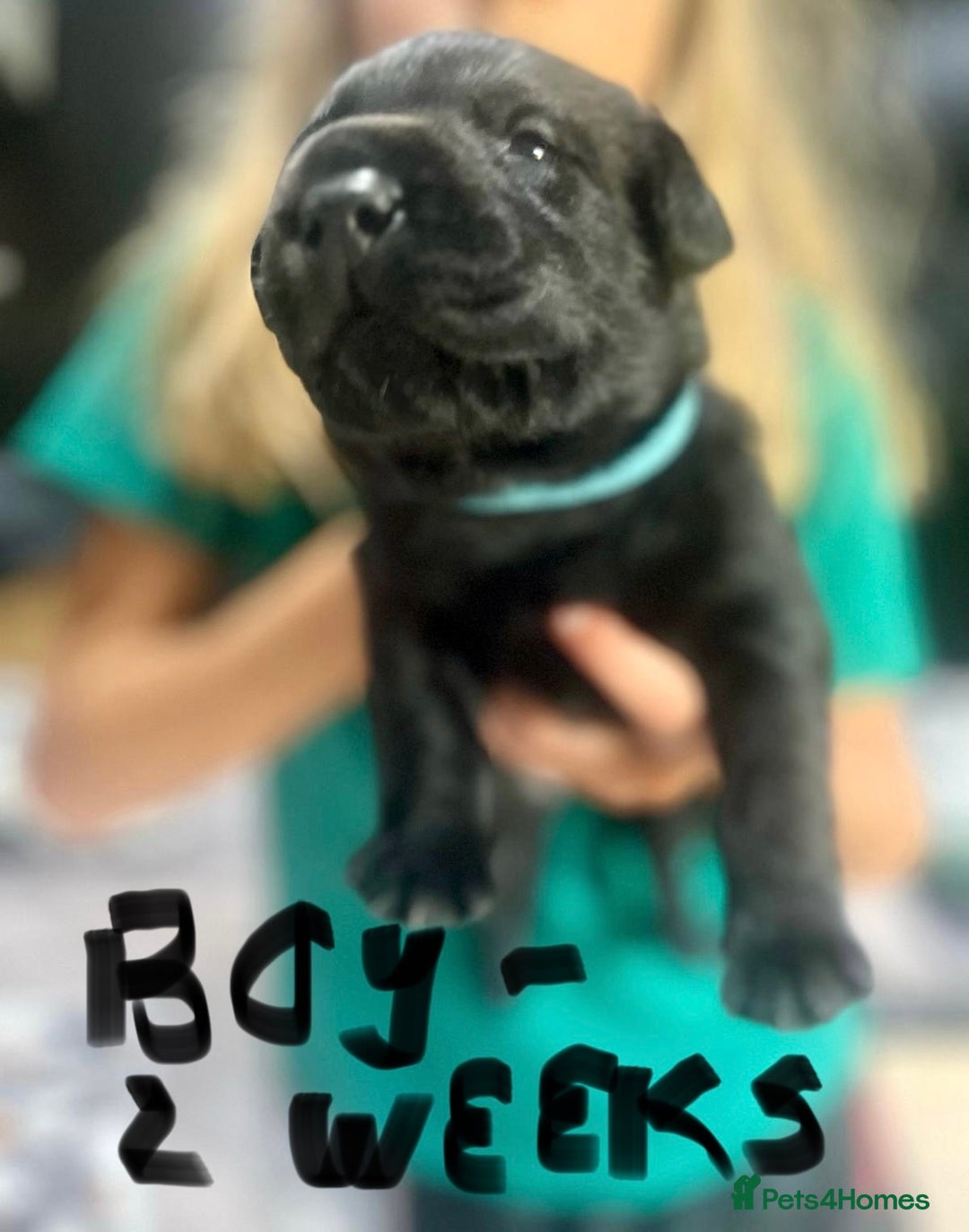Labrador Retriever dogs for sale: UPDATE-GORGEOUS PUPS ARE HERE!  - Image 11