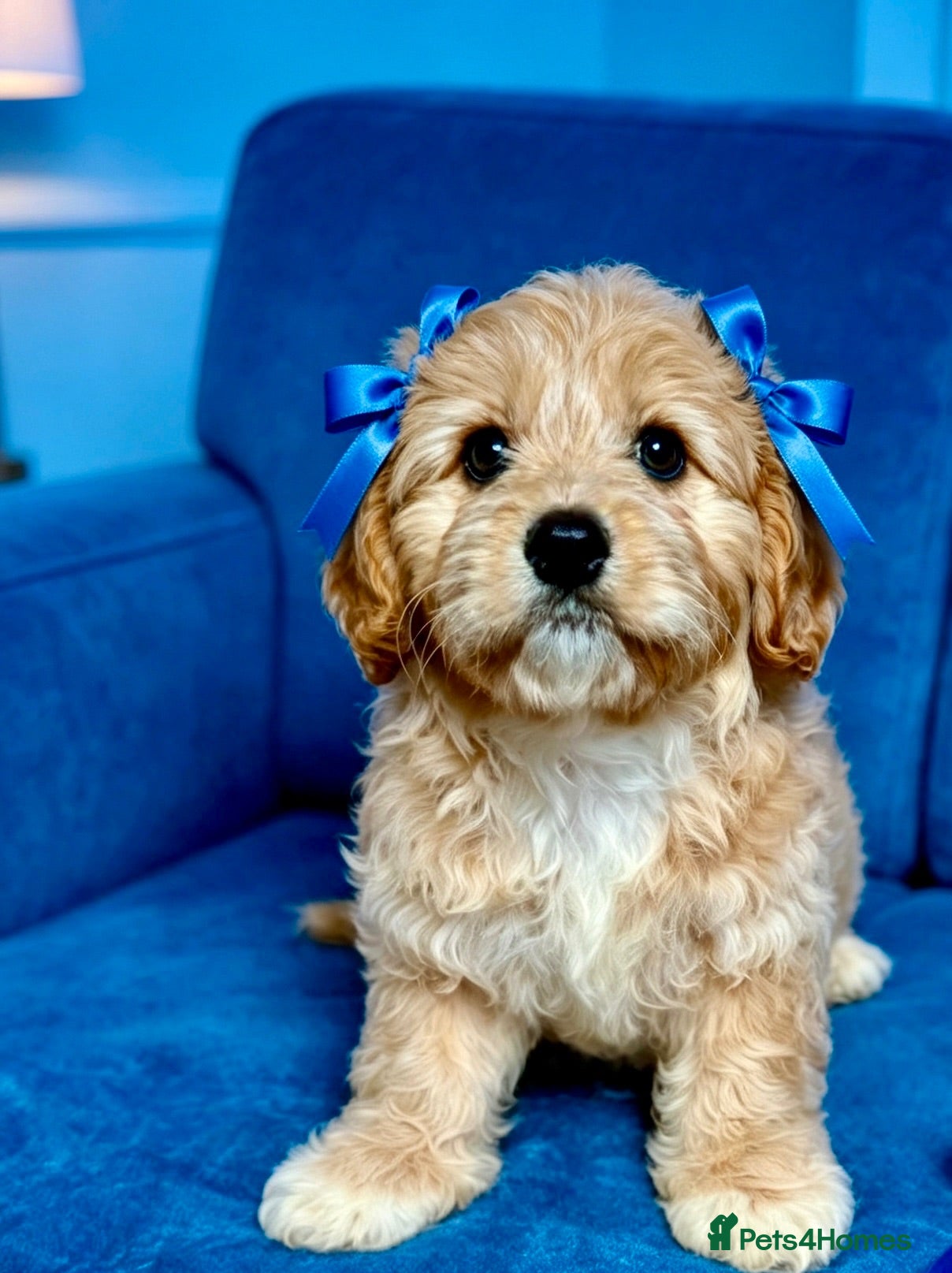 Maltipoo dogs BEAUTIFUL F1B MALTIPOOS READY TO LEAVE! - Advert 6