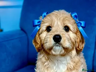 Maltipoo dogs BEAUTIFUL F1B MALTIPOOS READY TO LEAVE! - Advert 6