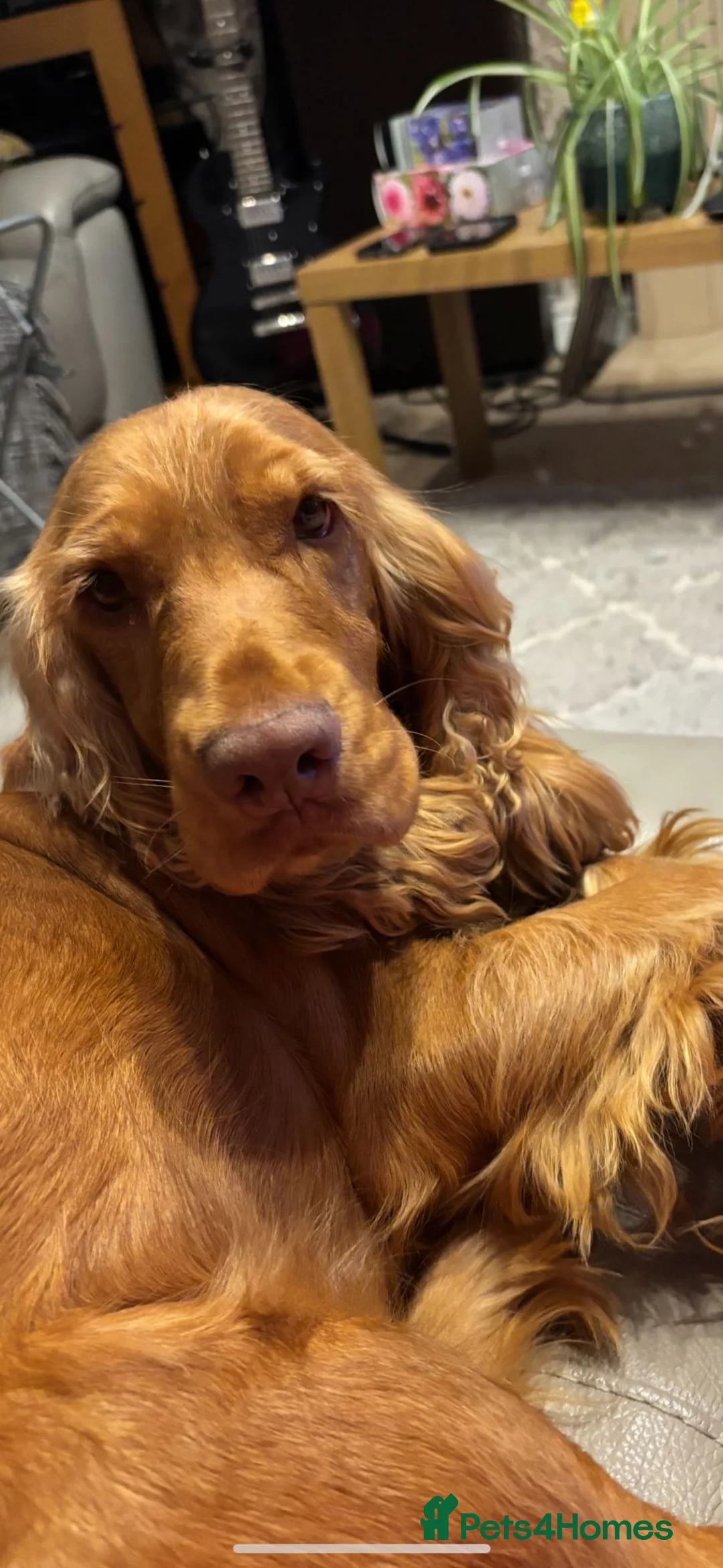 Mixed Breed dogs for sale: Cocker Spaniel x Chow Chow - 6months old. - Advert 8