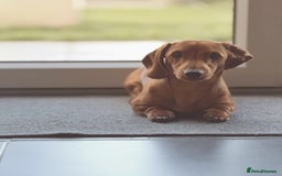 Miniature Dachshund dogs for stud: Short-haired red miniature dachsund - Image 5