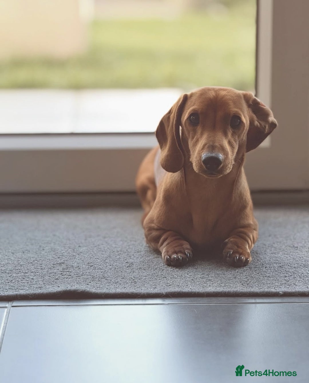 Miniature Dachshund dogs for stud: Short-haired red miniature dachsund - Image 5