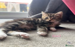 Mixed Breed cats for sale: 1 Gorgeous female Tabby available  in Lancing - Image 1