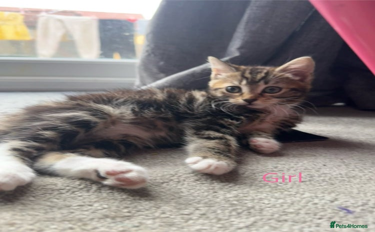 Mixed Breed cats in Lancing - Advert 13