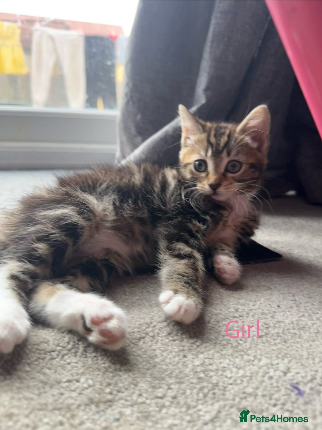 Mixed Breed cats for sale: 1 Gorgeous female Tabby available  in Lancing - Image 1