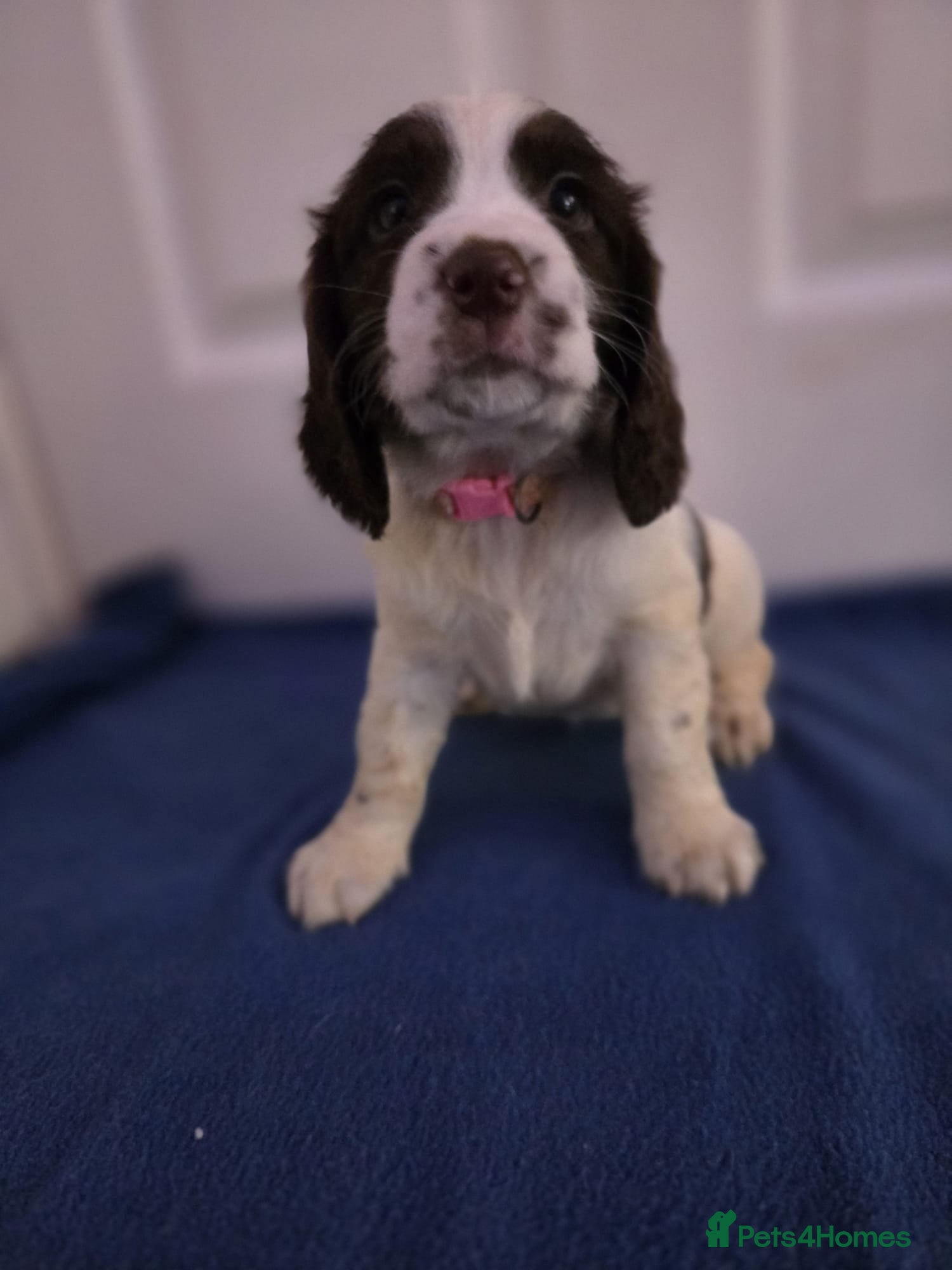 Sprocker dogs Beautiful cocker Spaniel  - Advert 9