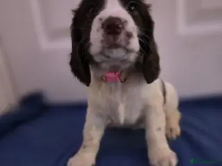 Sprocker dogs Beautiful cocker Spaniel - Advert 5