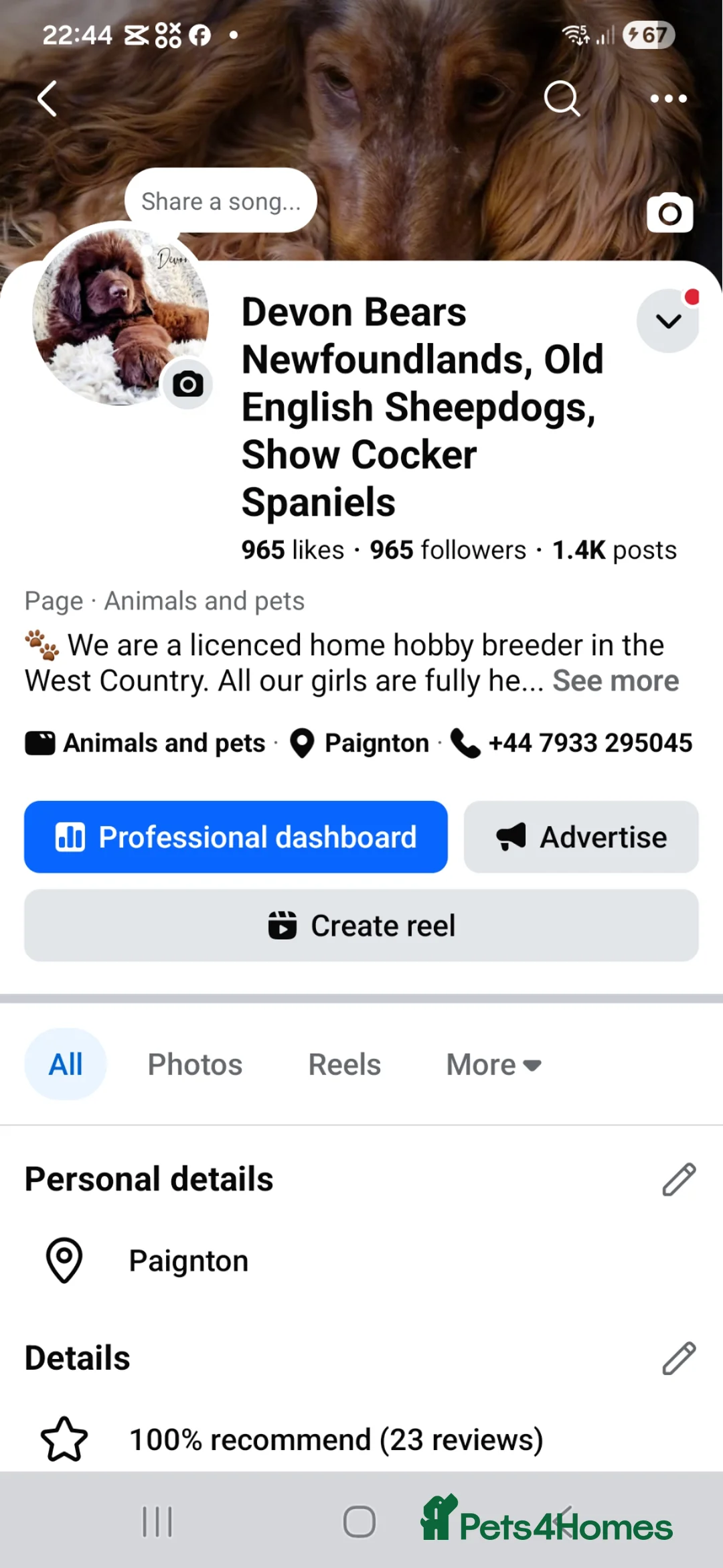 Old English Sheepdog dogs for sale: Fully health tested RKC Old English Sheepdog  - Advert 2