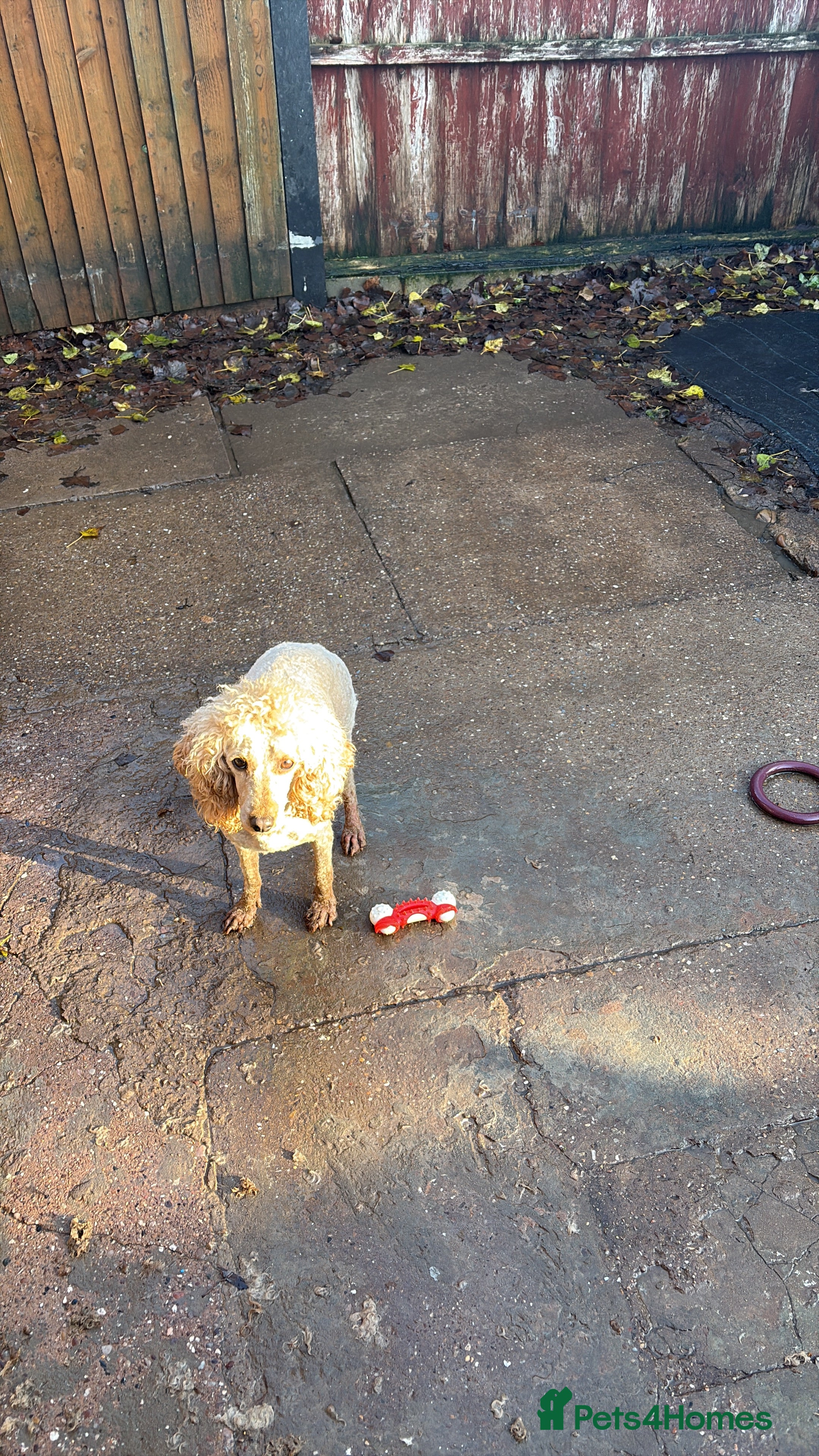 Miniature Poodle dogs APRICOT MINIATURE POODLE FEMALE - Advert 2