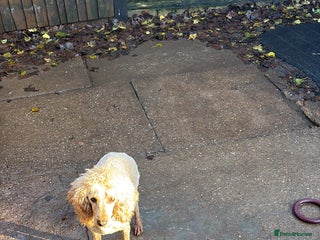 Miniature Poodle dogs APRICOT MINIATURE POODLE FEMALE - Advert 16