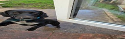Springador dogs for sale: Springer Spaniel cross labrador  - Advert 4