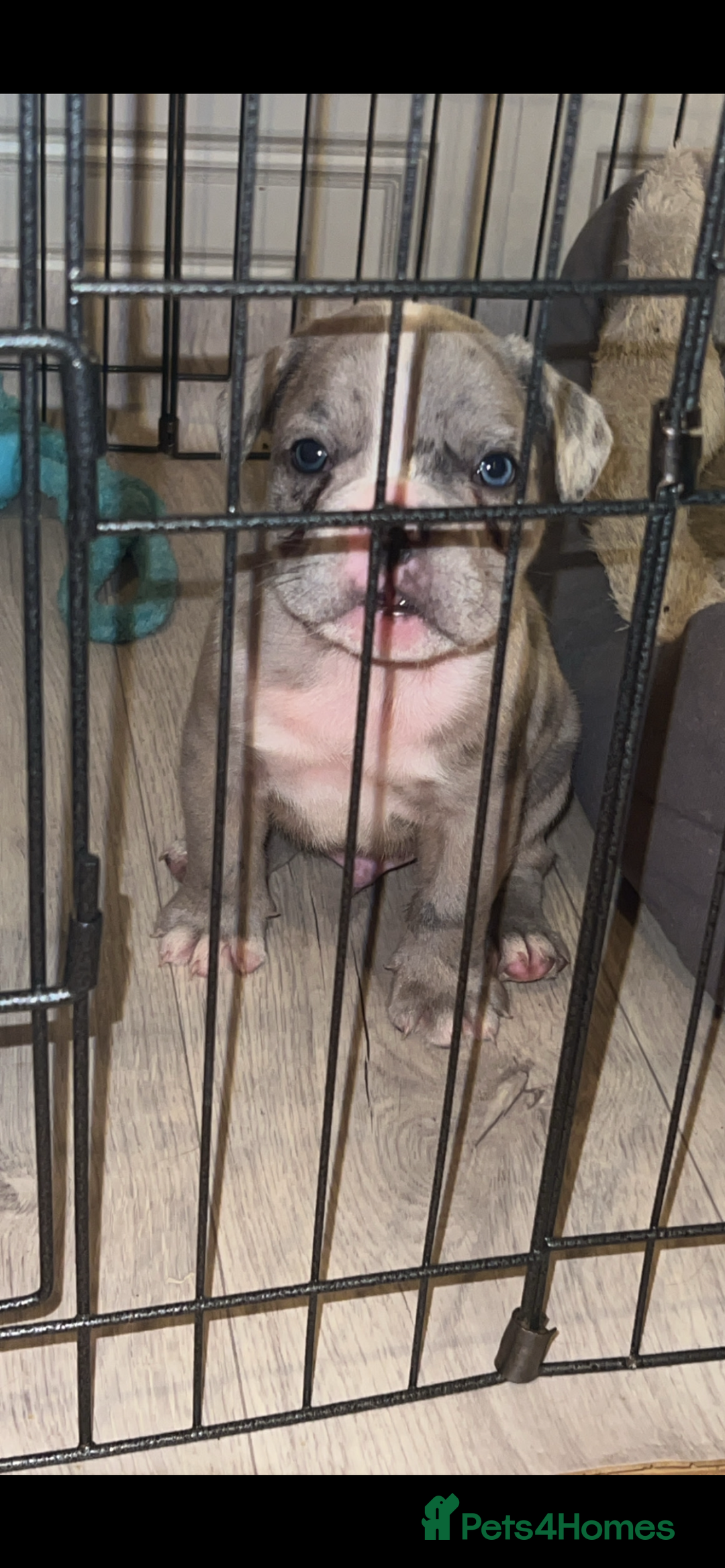 French Bulldog dogs for sale: ‼️ALL PUPS NOW SOLD‼️⭐️🔥FREELANCEBULLDOGS🔥⭐️ in Doncaster - Image 2