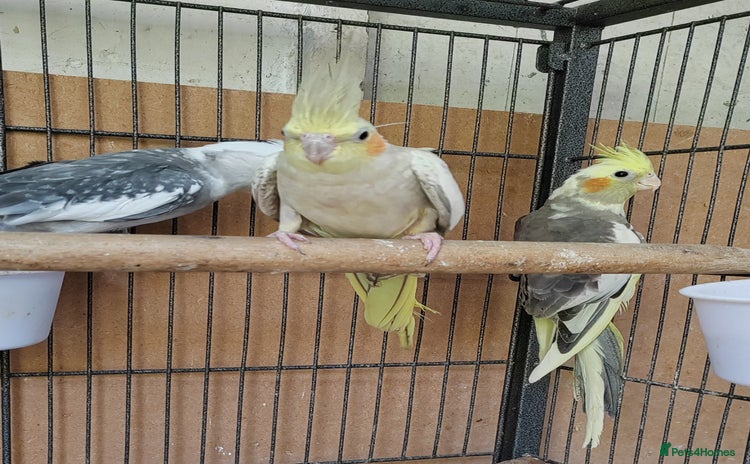 Cockatiels birds - Advert 2