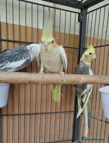 Cockatiels birds - Advert 3