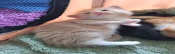 Mixed Breed cats for sale: Beautiful long haired kittens - Advert 7