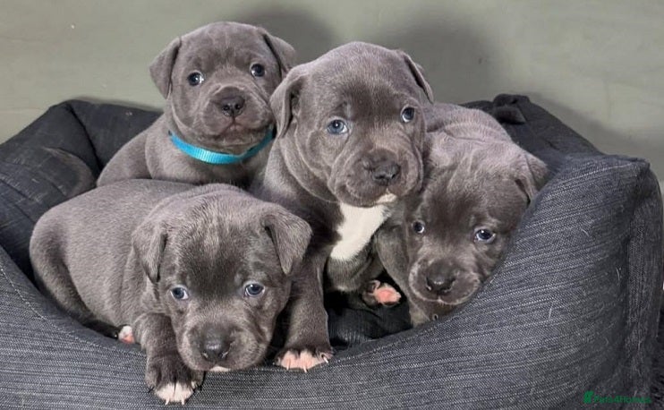 Staffordshire Bull Terrier dogs Family Raised Pure English staffies puppies - Advert 3