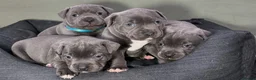 Staffordshire Bull Terrier dogs for sale: Family Raised Pure English staffies puppies - Advert 1