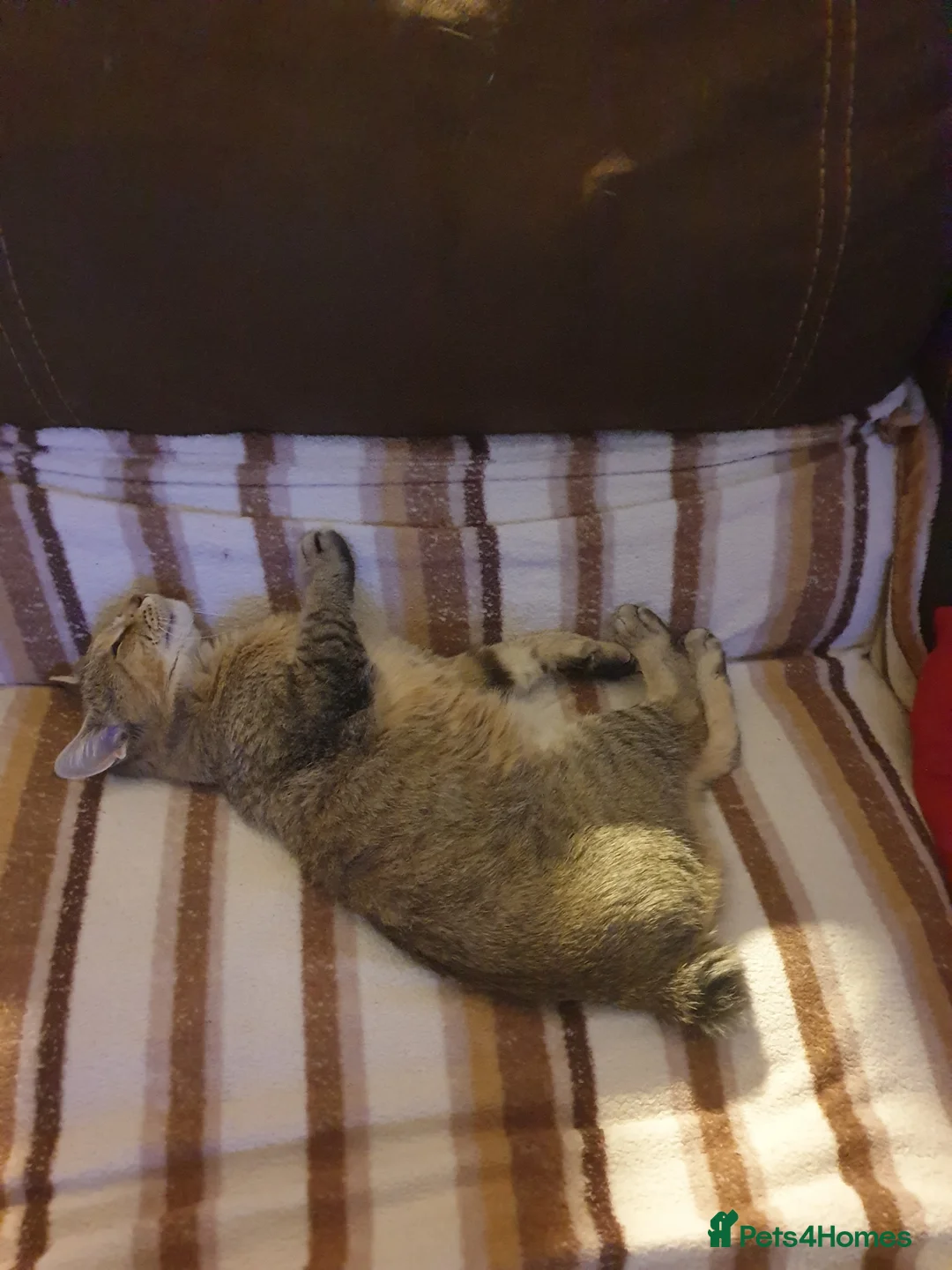 Pixie Bob cats for stud: Pedigree Pixie Bob for stud - Advert 2