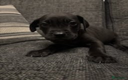 Mixed Breed dogs for sale: Mastiff x Great Dane  - Advert 8