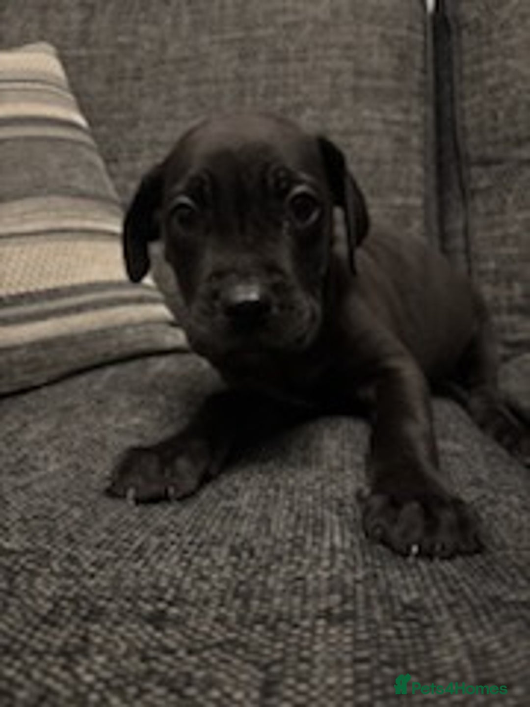 Mixed Breed dogs for sale: Mastiff x Great Dane  - Advert 8