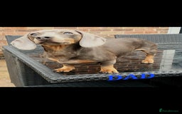 Miniature Dachshund dogs for sale: PRA CLEAR GORGEOUS MIN DACHSHUNDS  - Image 29