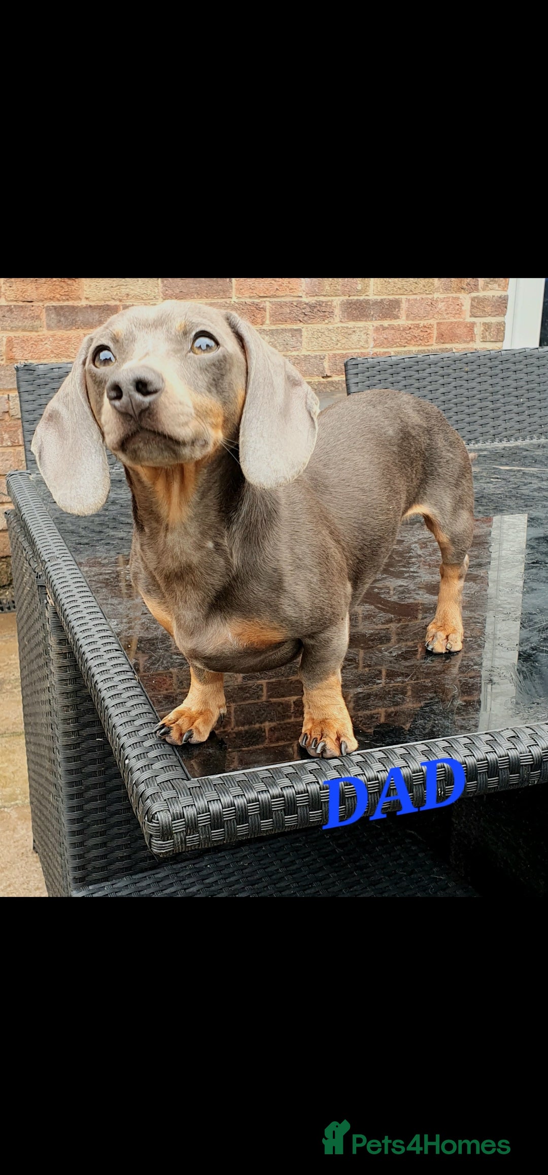 Miniature Dachshund dogs for sale: PRA CLEAR GORGEOUS MIN DACHSHUNDS  - Image 29