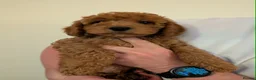 Cockapoo dogs for sale: Cockapoo Puppies (F2) - Advert 2